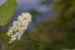 Chokecherry